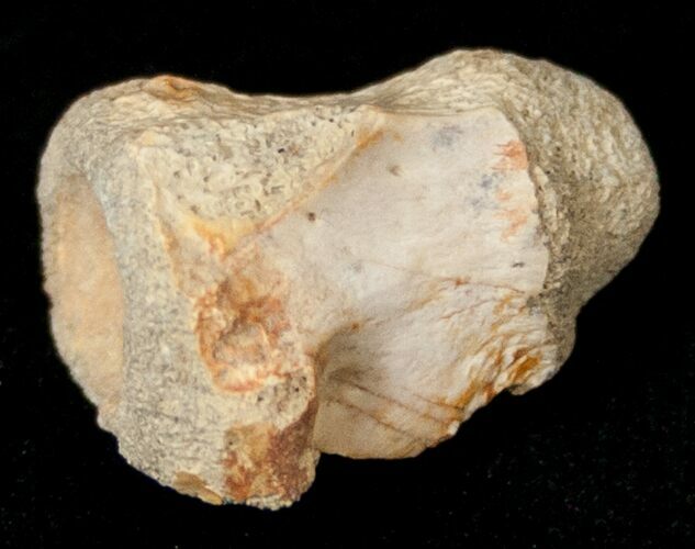 Indeterminate Cretaceous Reptile Vertebra #17682